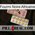 African Black Ant 41